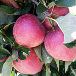 Apple Picking in Connecticut
