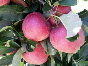 Apple Picking in Connecticut